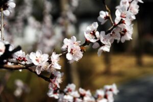 不倫の証拠を集めるために探偵を利用するメリットは？