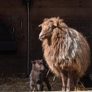 浮気調査を探偵に依頼する成功例とは？
